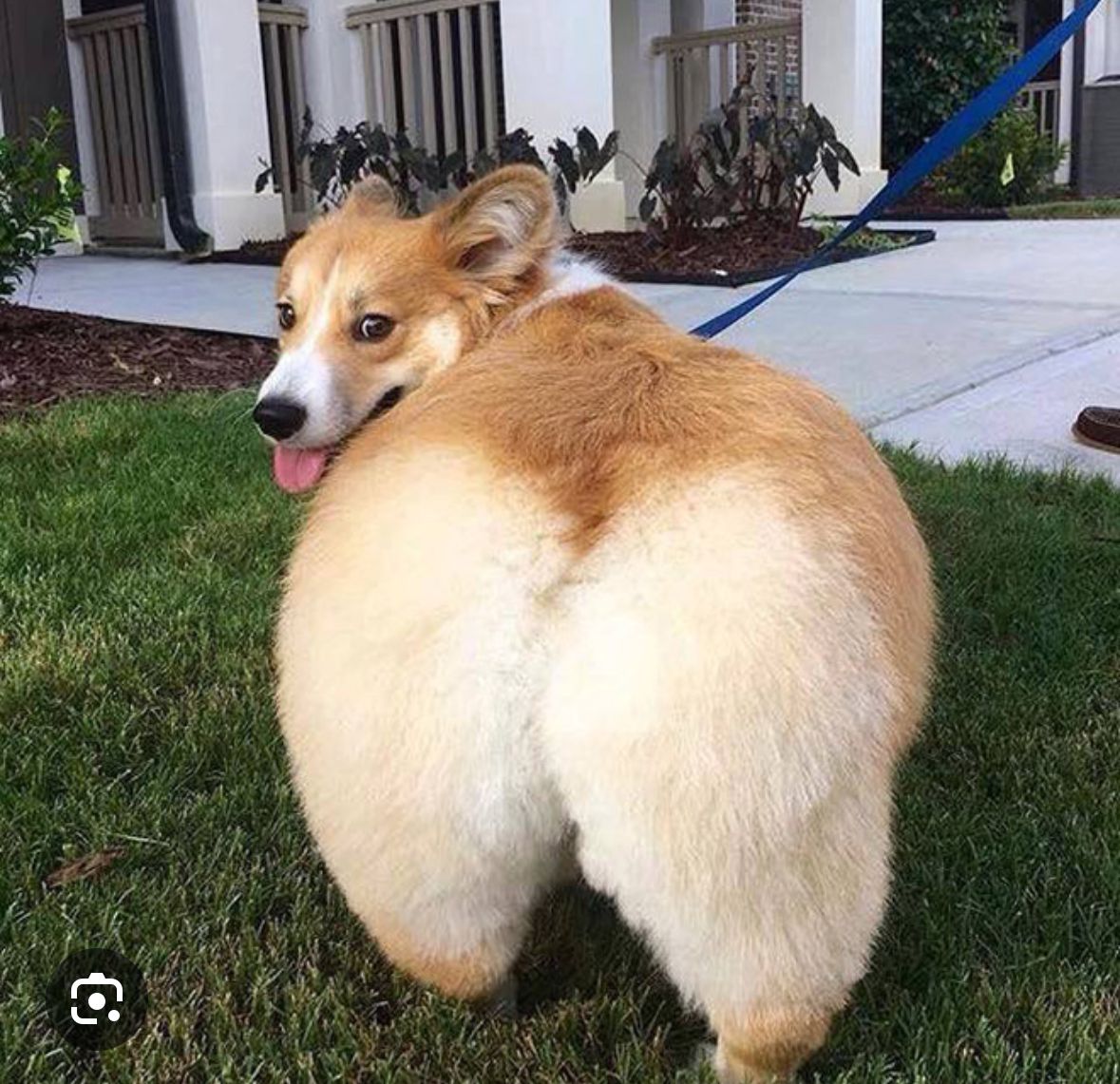 cute dog from behind's Lens avatar