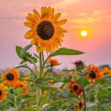 MNerf (vcerewr.lens) Lens social identity (.lens handle) PFP