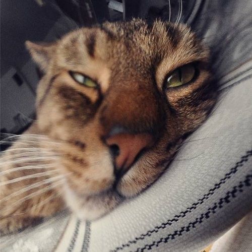 MikenFox (mikenfox.lens) Lens social identity (.lens handle) PFP