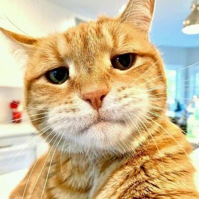 mztacat's Lens avatar