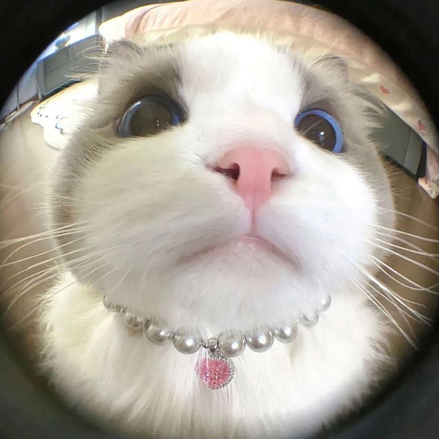 Arlivs (ebanat1337.lens) Lens social identity (.lens handle) PFP