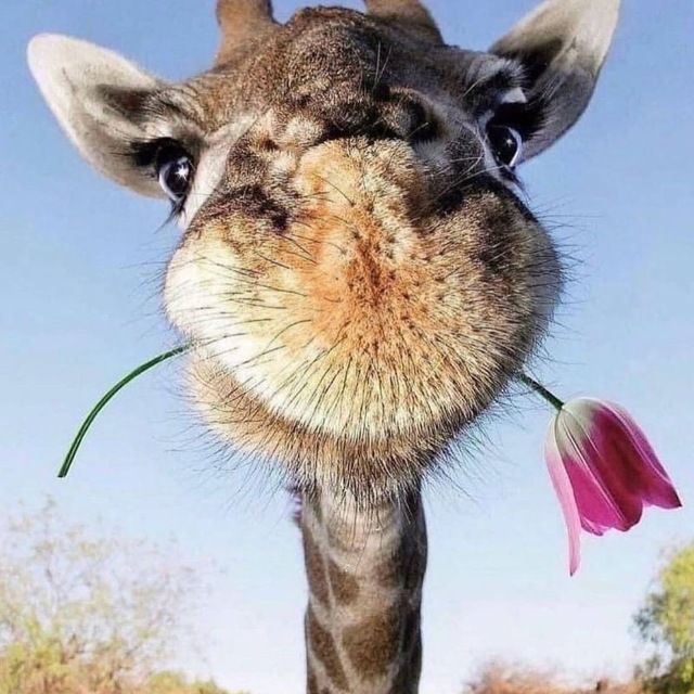 Filipp (penguin1.lens) Lens social identity (.lens handle) PFP