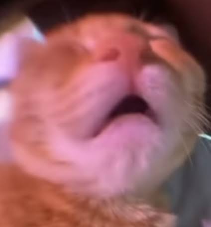 awooo (awooo.lens) Lens social identity (.lens handle) PFP