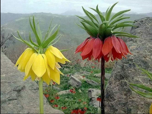 kejanow.linea.eth Linea Name Service (.linea.eth domains) based on ENS PFP