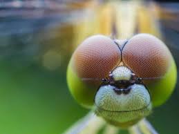 dragonflyng (dragonflyng.lens) Lens social identity (.lens handle) PFP