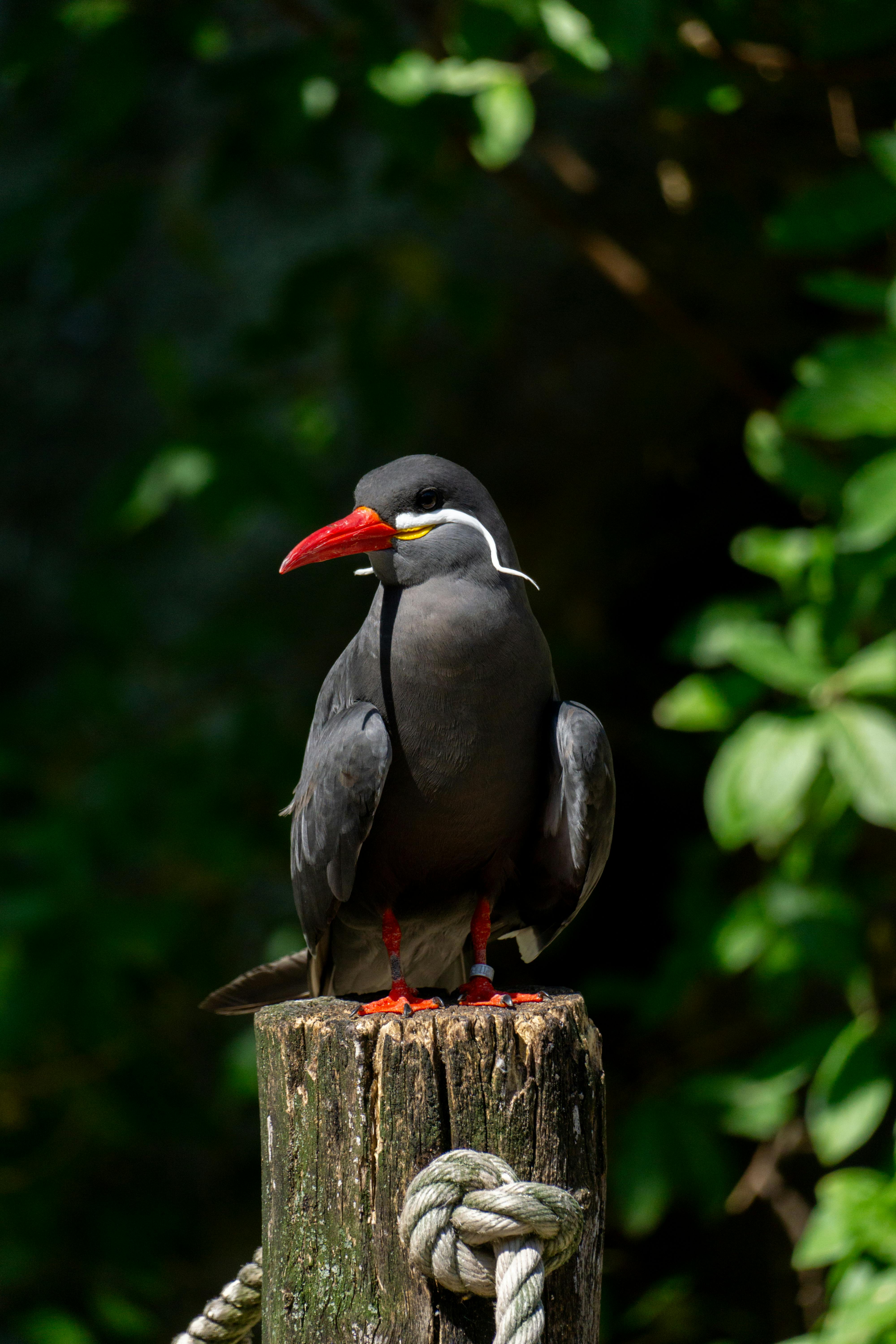 BBirdd (usyxass.lens) Lens social identity (.lens handle) PFP