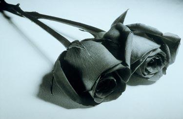 rahman (rahmani.lens) Lens social identity (.lens handle) PFP