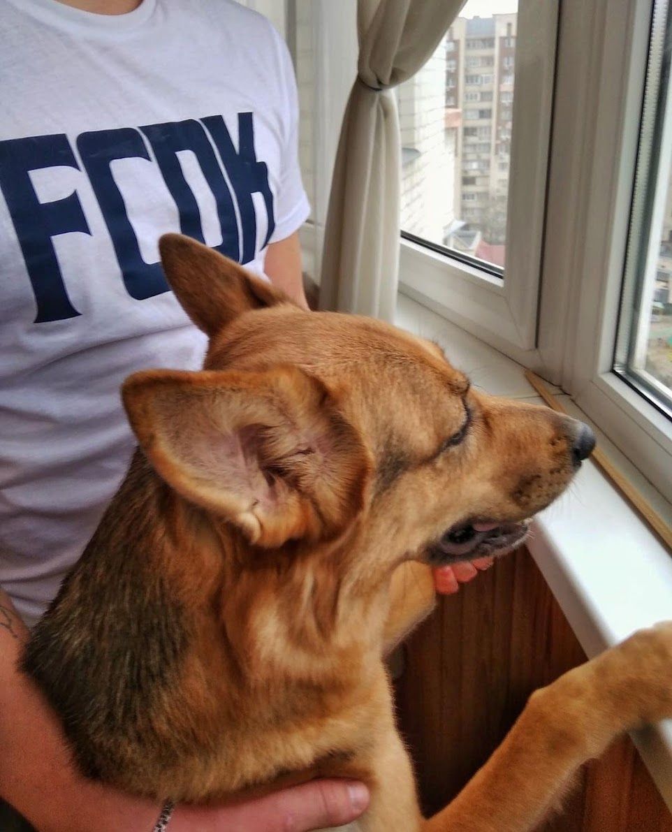 Fox in a dog's body's Lens avatar