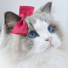 wdvcbn (wdvcbn.lens) Lens social identity (.lens handle) PFP