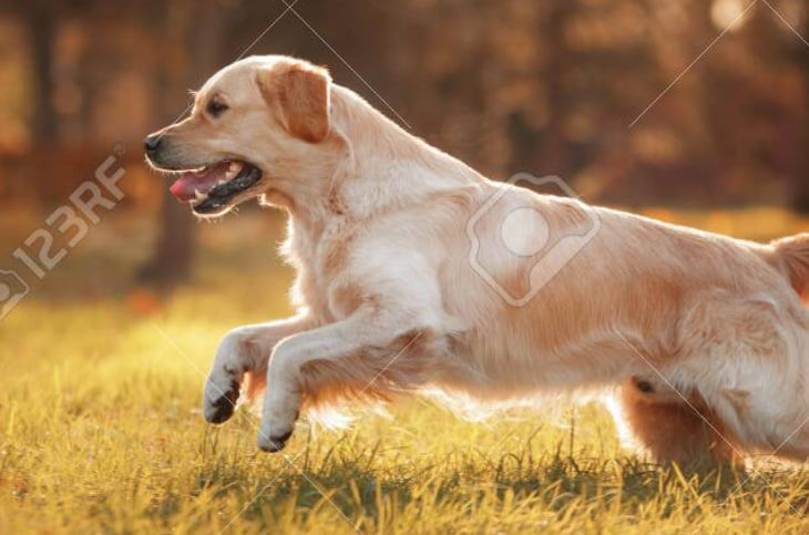 saddam (saddam.lens) Lens social identity (.lens handle) PFP