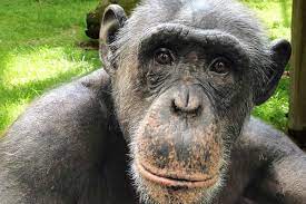 Egor (egorr12.lens) Lens social identity (.lens handle) PFP