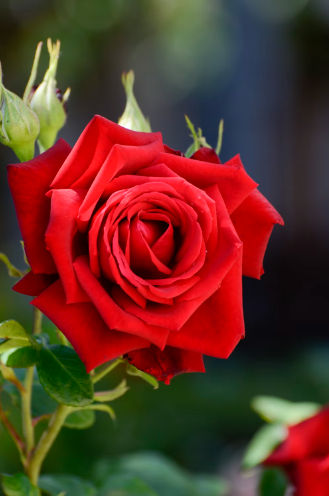 Deborah (luminousbabe.lens) Lens social identity (.lens handle) PFP