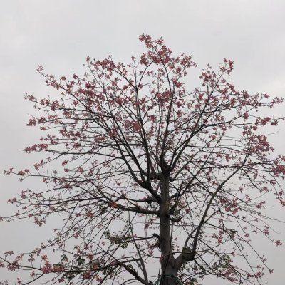 47 (huan47.lens) Lens social identity (.lens handle) PFP