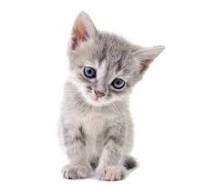 Zanett (zanett.lens) Lens social identity (.lens handle) PFP