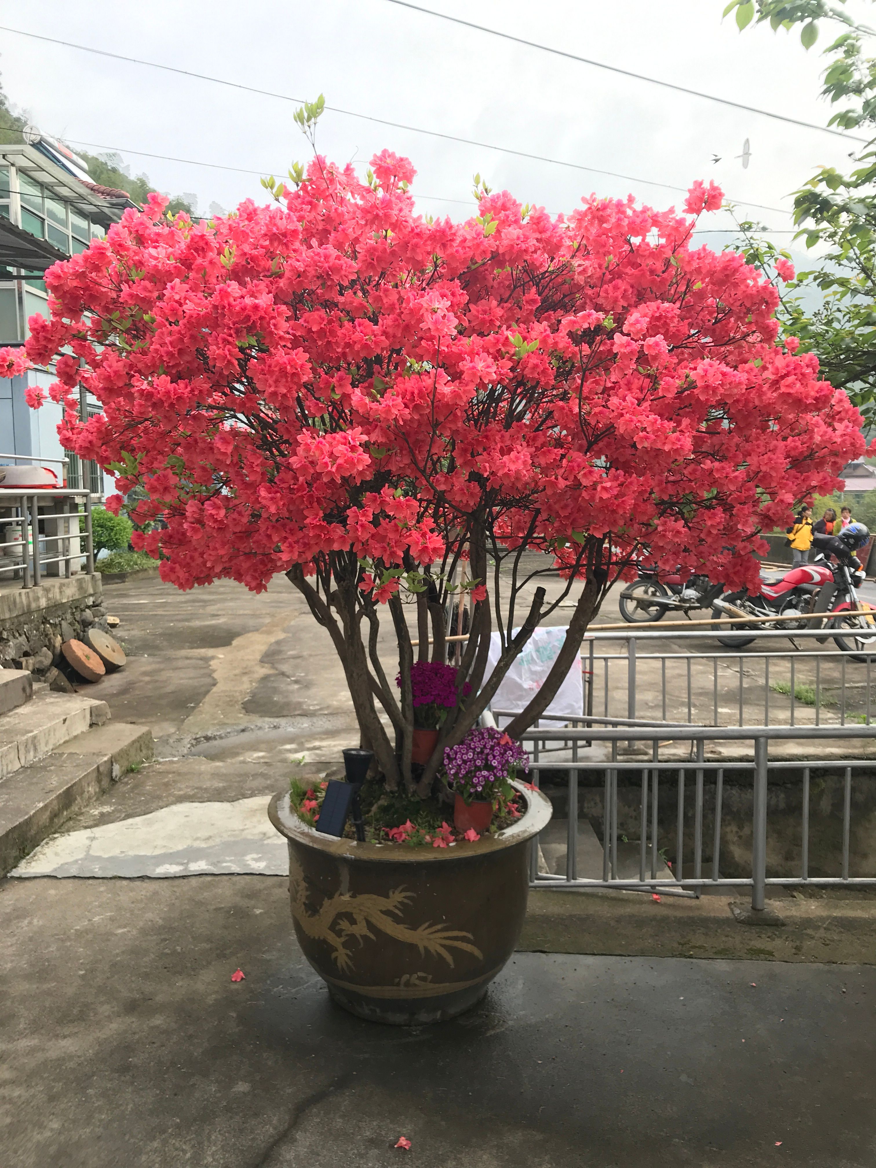 meta (meta03.lens) Lens social identity (.lens handle) PFP