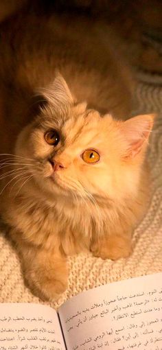 Mirns (m1rt4ns.lens) Lens social identity (.lens handle) PFP