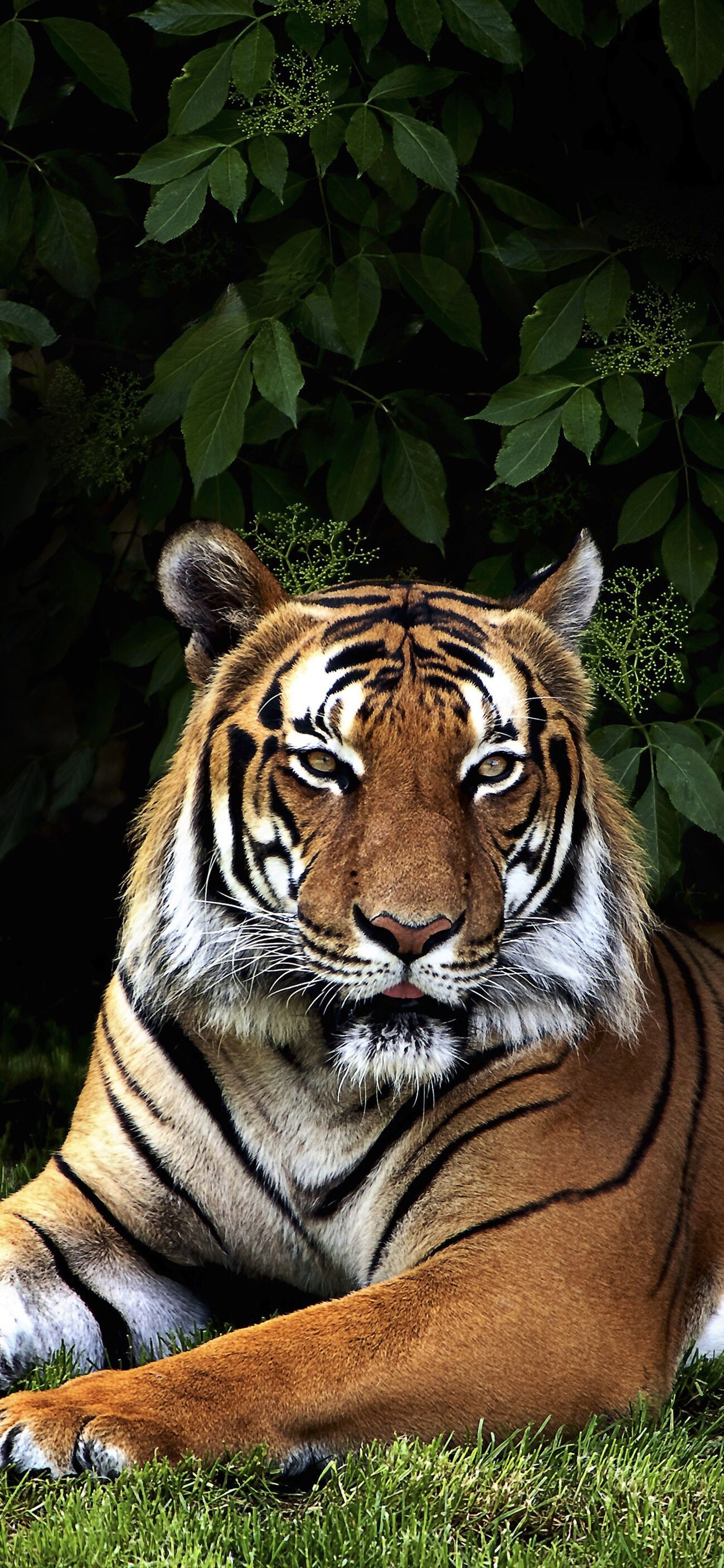 Jeams2022 (lens2023.lens) Lens social identity (.lens handle) PFP