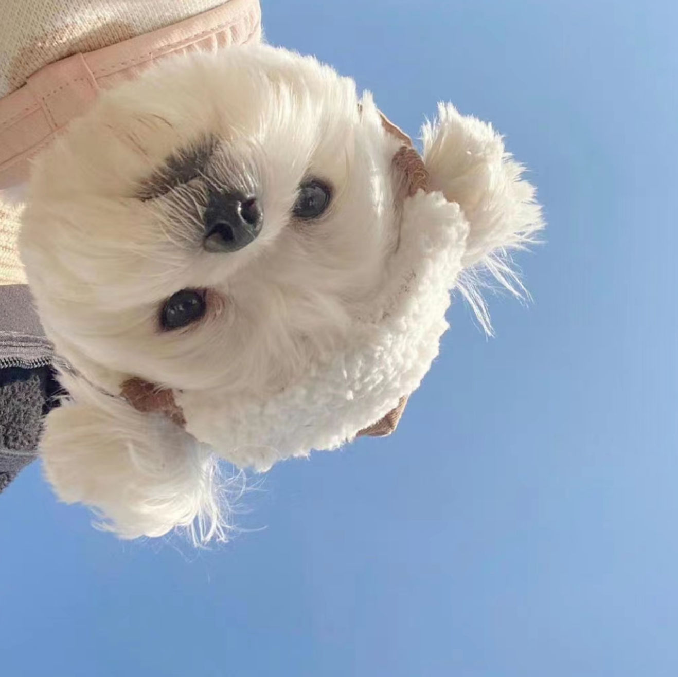 callout (scvcallout.lens) Lens social identity (.lens handle) PFP