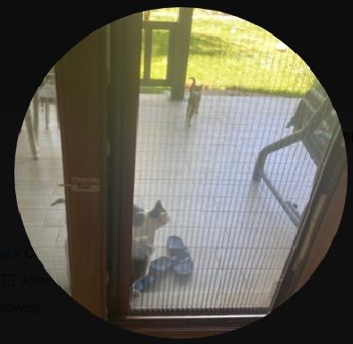 KriptoXN (kriptoxn.lens) Lens social identity (.lens handle) PFP