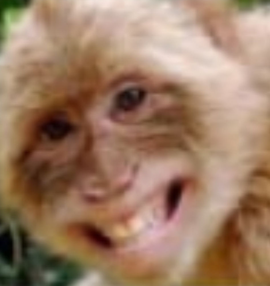 Mycopok's Lens avatar