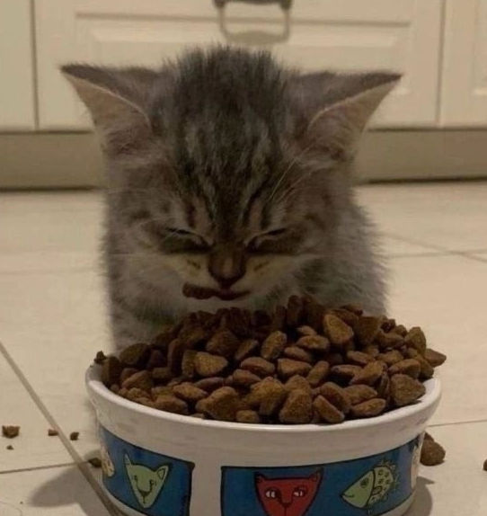 CAT WITH BEER (catbeer.lens) Lens social identity (.lens handle) PFP