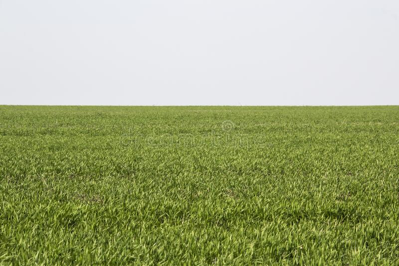 fropy.eth Ethereum Name Service (ENS and .eth domain) PFP