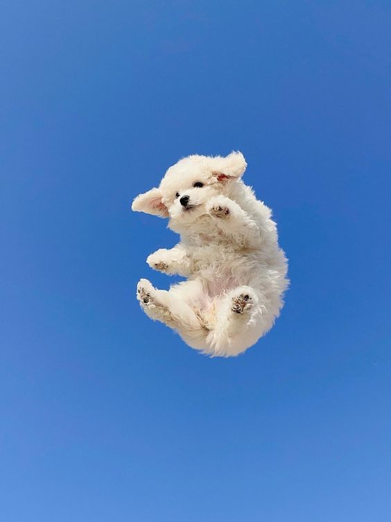 Elripo (elripo.lens) Lens social identity (.lens handle) PFP