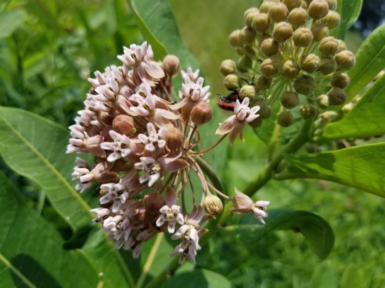 S23U (samihajjars23u.lens) Lens social identity (.lens handle) PFP