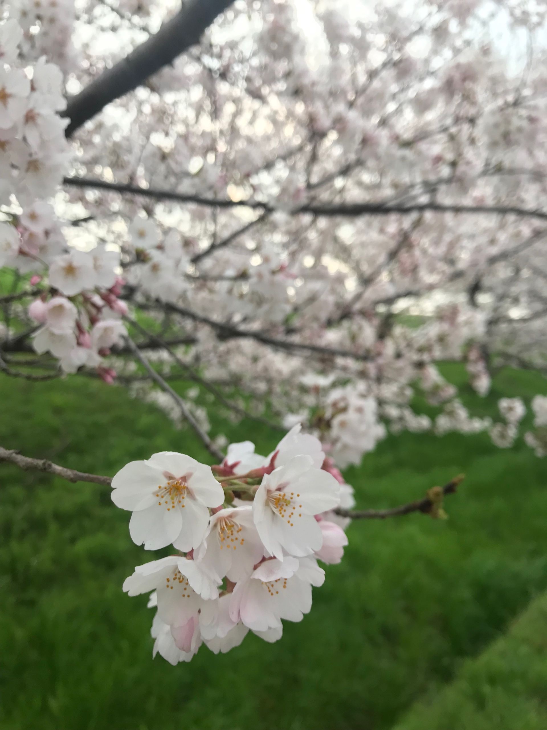 mimimimimimimimimimi.base.eth Basenames (.base.eth domains) based on ENS PFP