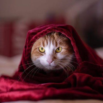 Adriaan Sasbrink (asasbrink16197.lens) Lens social identity (.lens handle) PFP