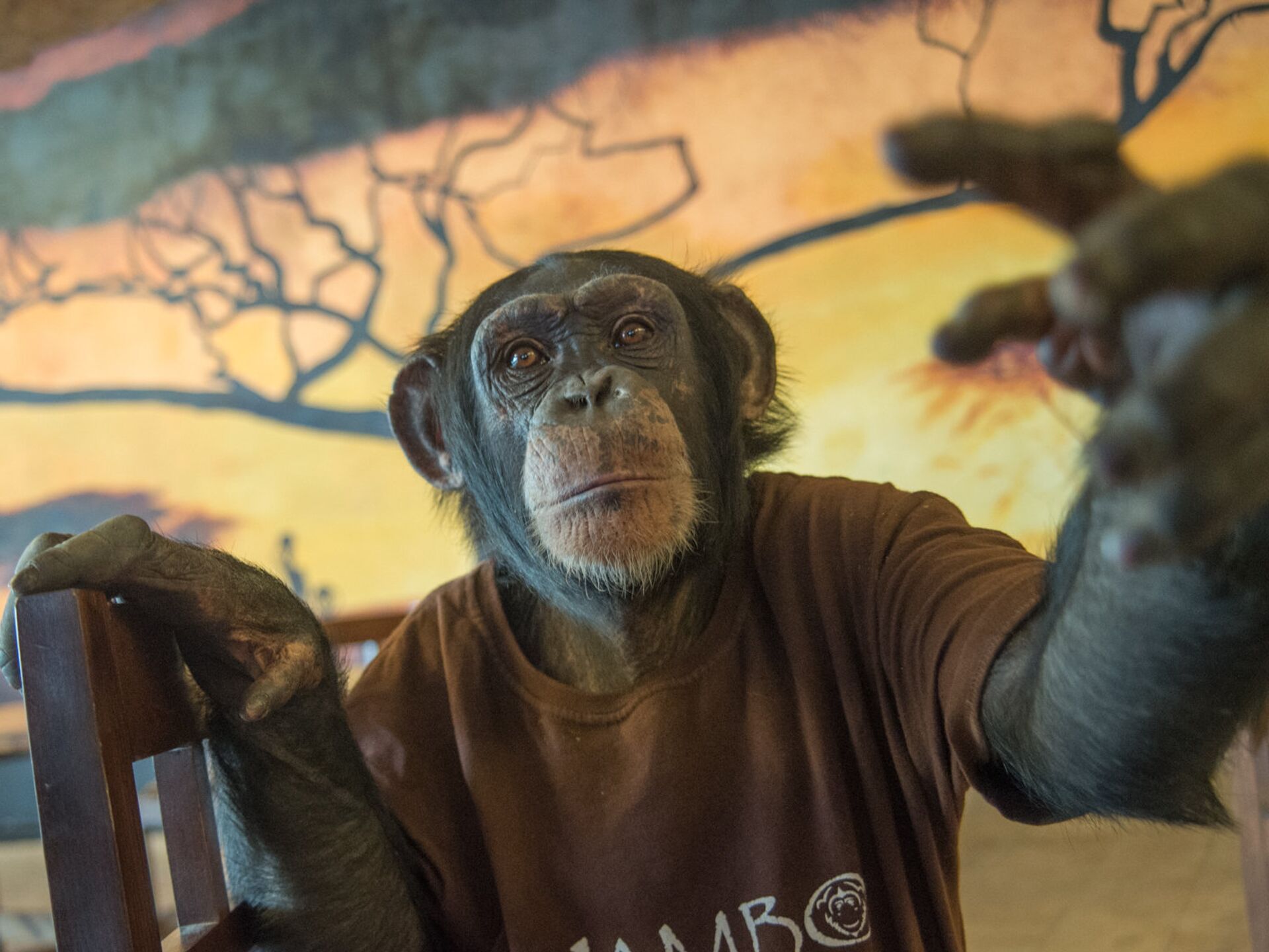 Viking (bokil.lens) Lens social identity (.lens handle) PFP