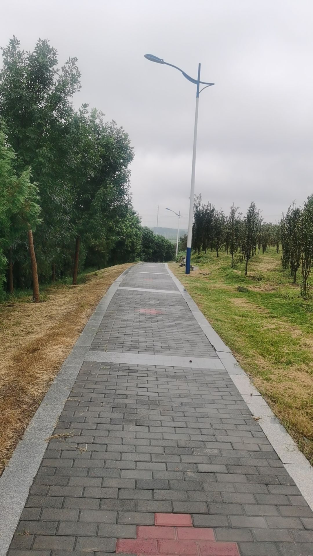 shy85089 (shy85089.lens) Lens social identity (.lens handle) PFP