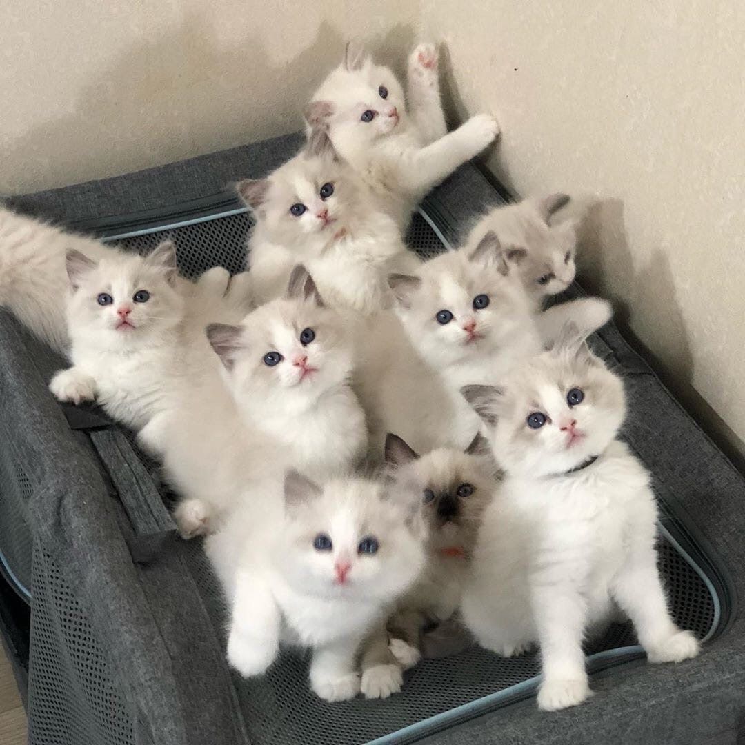 sarash (sarahs.lens) Lens social identity (.lens handle) PFP