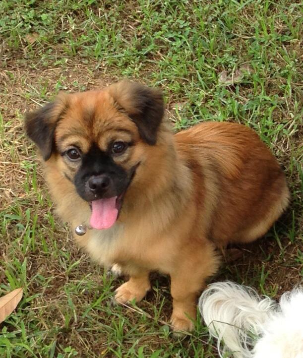 LeeBong (leebong.lens) Lens social identity (.lens handle) PFP