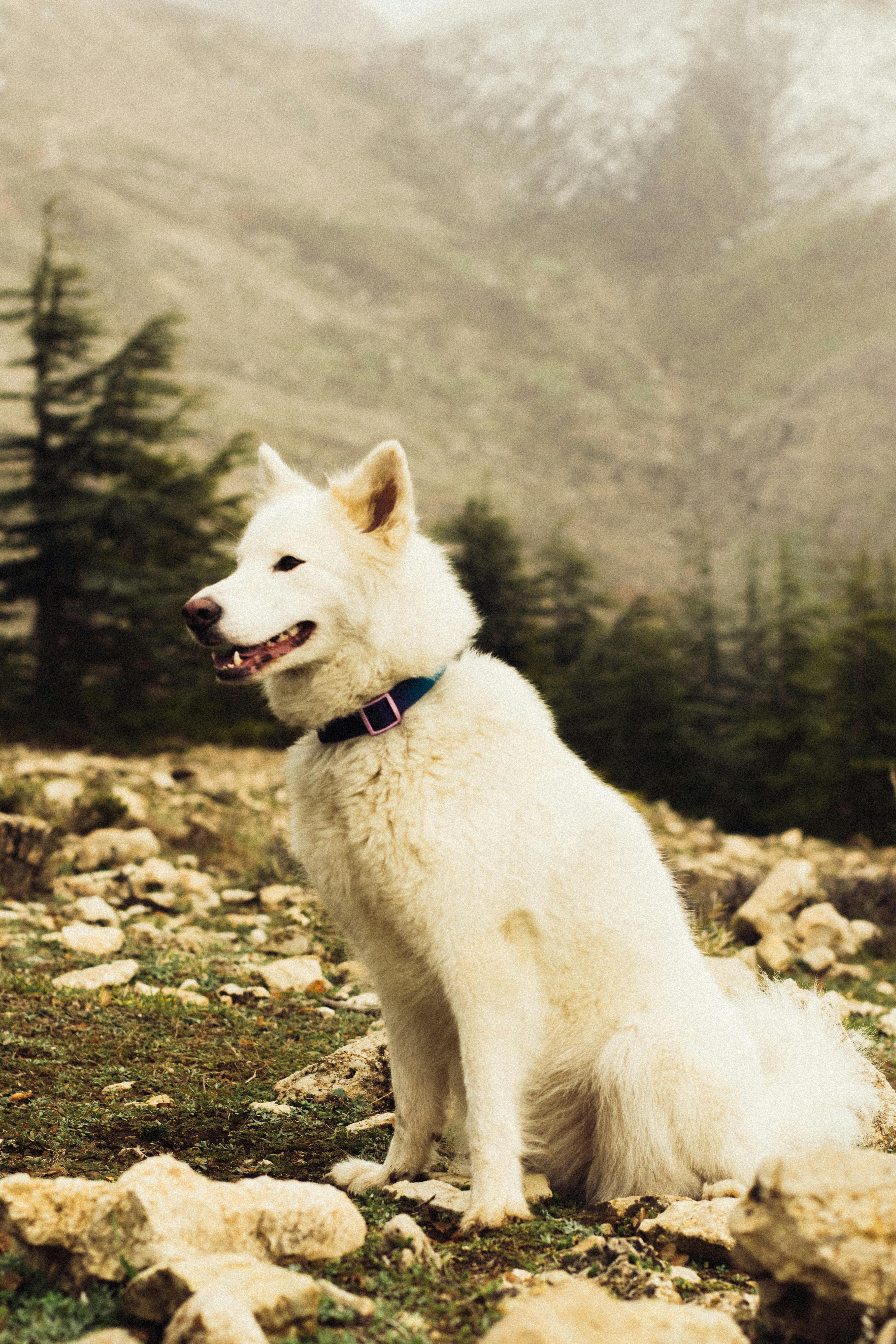 allegra (uuhbg.lens) Lens social identity (.lens handle) PFP