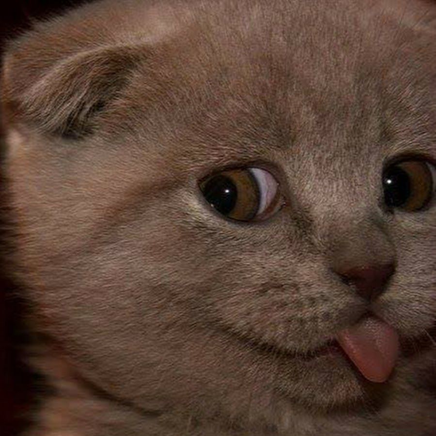 Kitteon (payingpaws.lens) Lens social identity (.lens handle) PFP