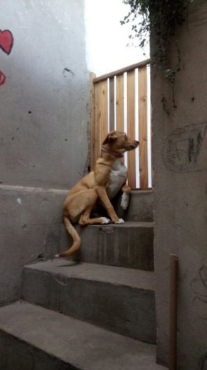 reinaldo silva (reinaldosilva.lens) Lens social identity (.lens handle) PFP