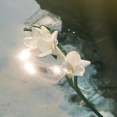 May Austin (mayaustin.lens) Lens social identity (.lens handle) PFP