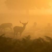 difficultworker (difficultworker.lens) Lens social identity (.lens handle) PFP