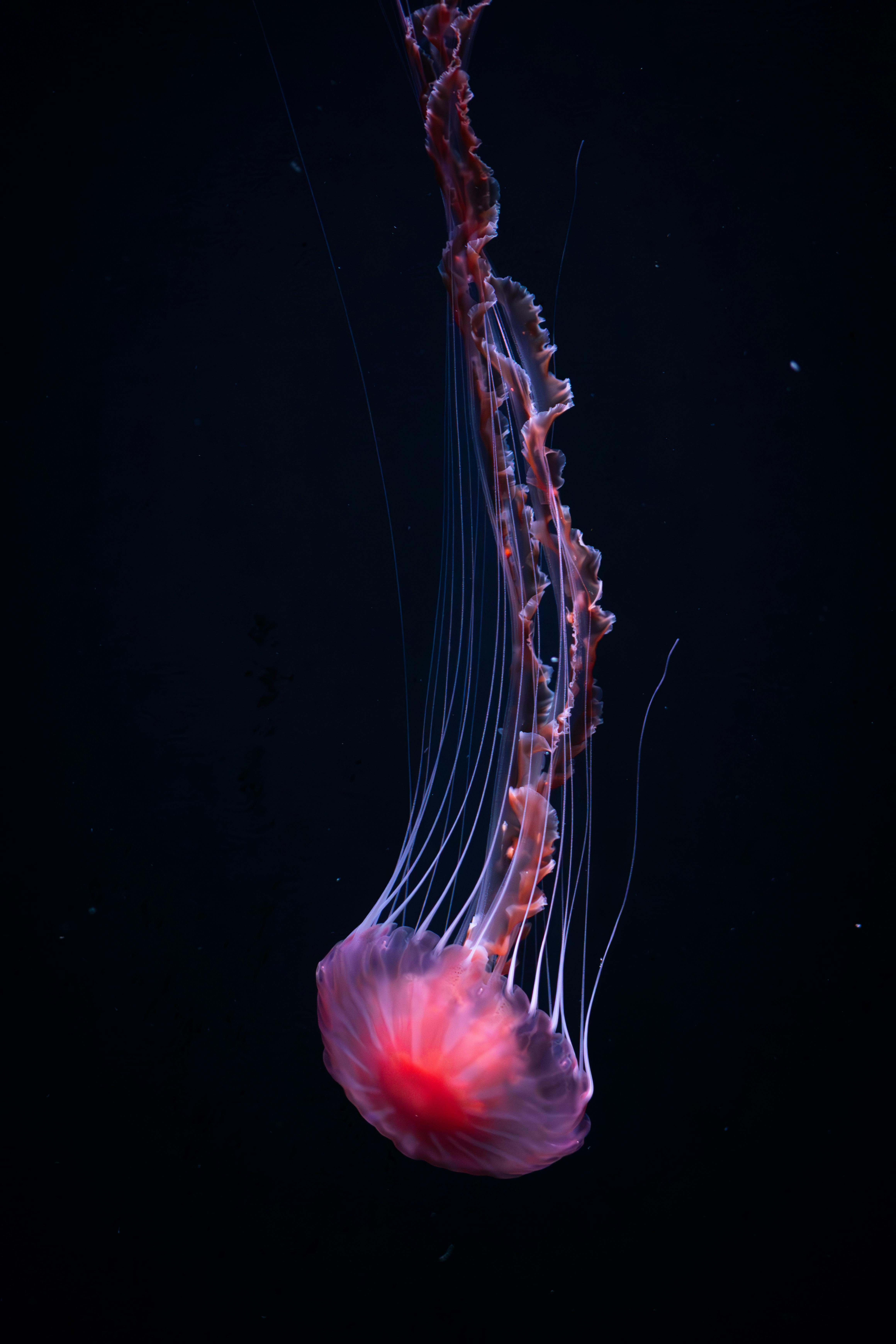 白昼 (oisdjadas.lens) Lens social identity (.lens handle) PFP