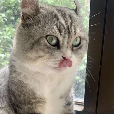 kittie's Lens avatar