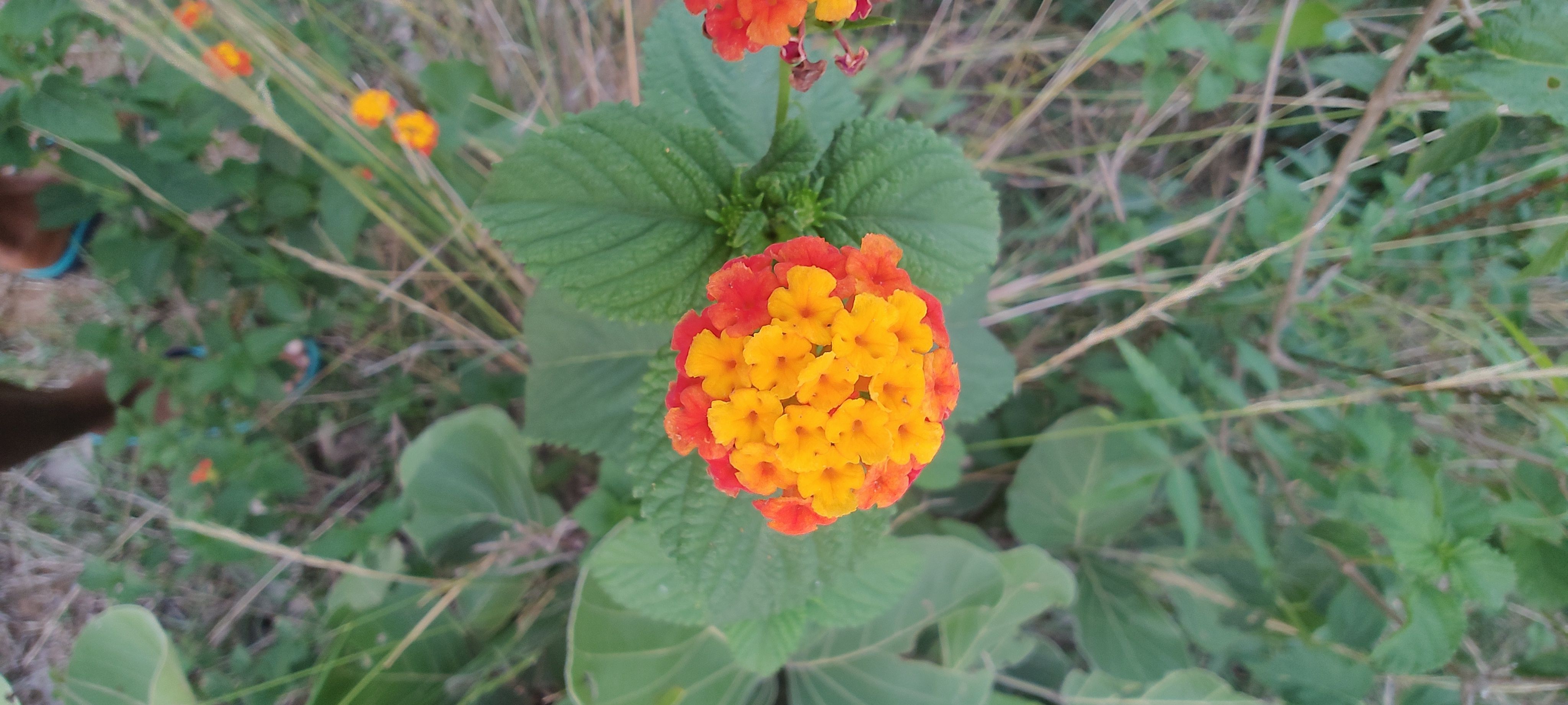 satyaban (satyaban.lens) Lens social identity (.lens handle) PFP