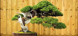 $Bonsai (bonseilover.lens) Lens social identity (.lens handle) PFP
