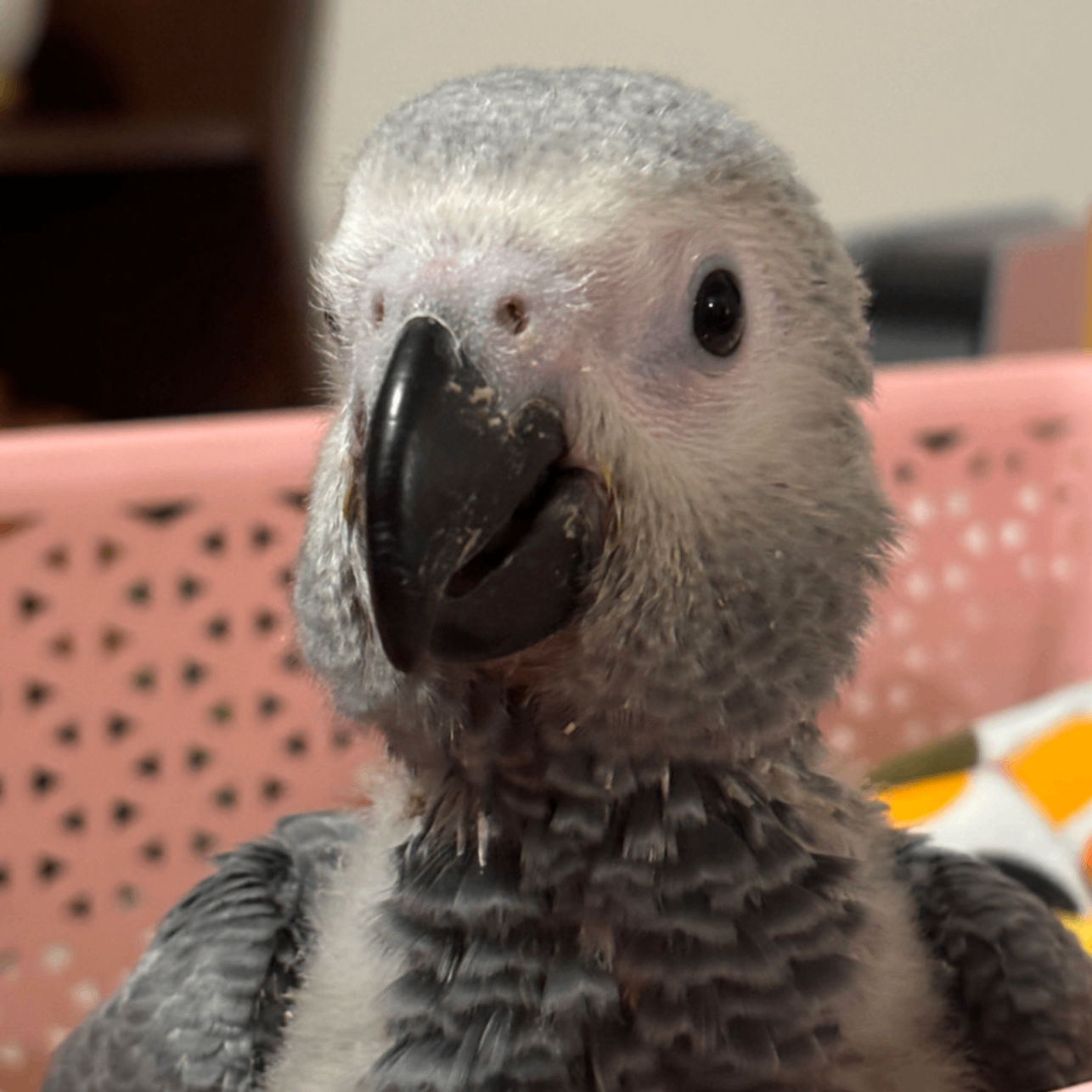 buttercups.eth Ethereum Name Service (ENS and .eth domain) PFP