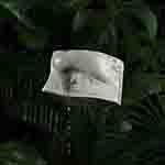 Shstplv's Lens avatar