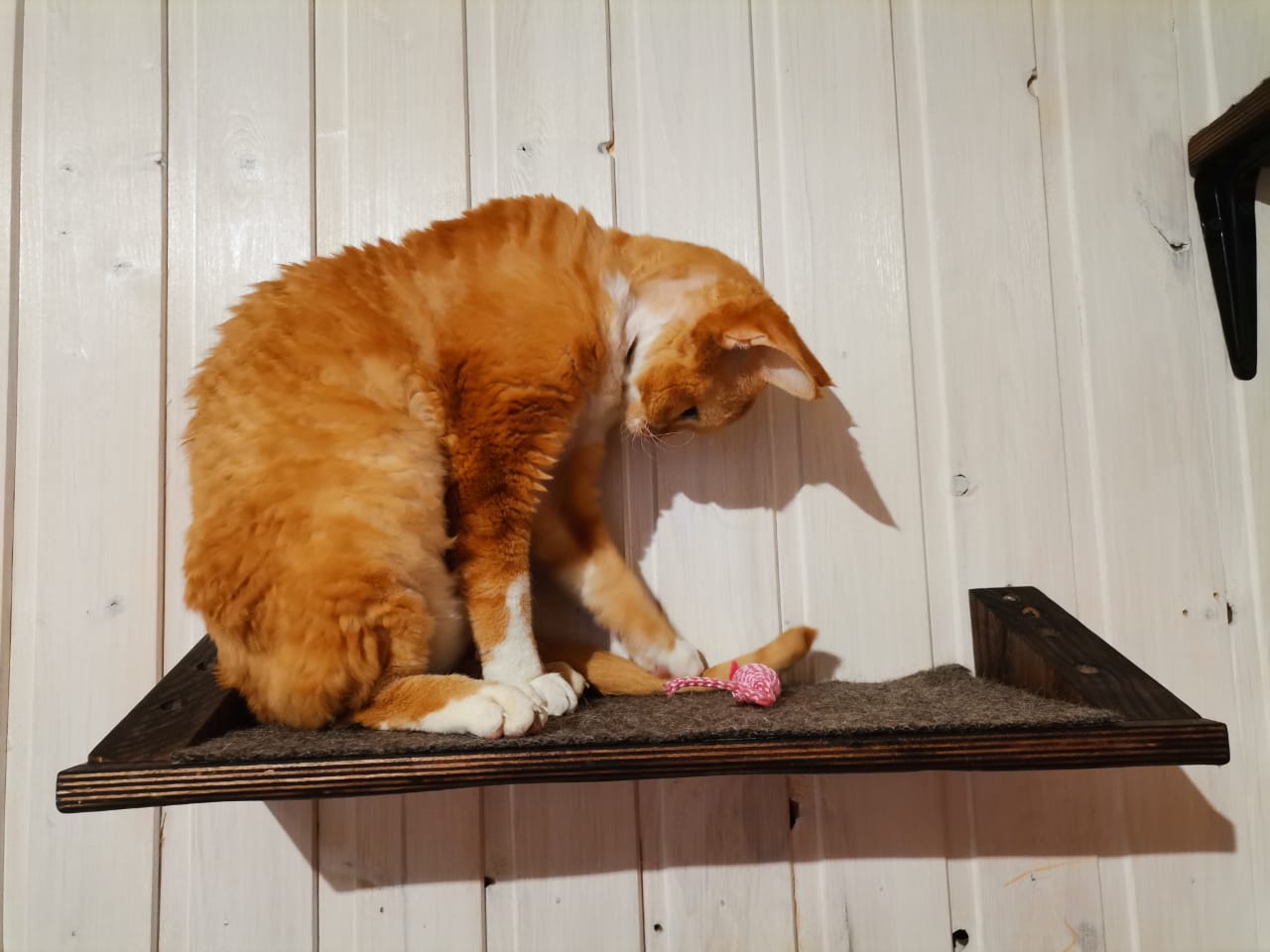 Lena Le (mikakot.lens) Lens social identity (.lens handle) PFP