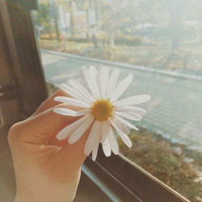 AriannaCousins (ariannacousins.lens) Lens social identity (.lens handle) PFP