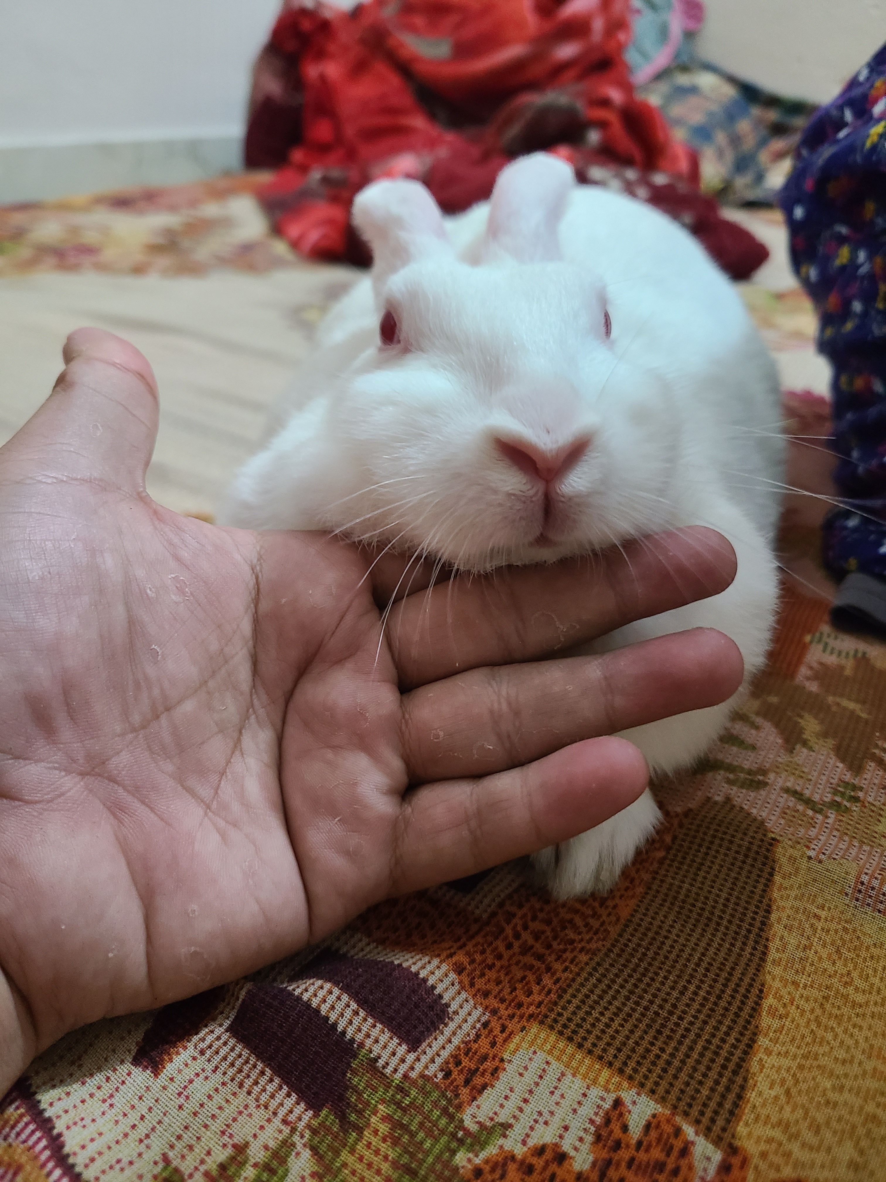 atul (atulxxz.lens) Lens social identity (.lens handle) PFP