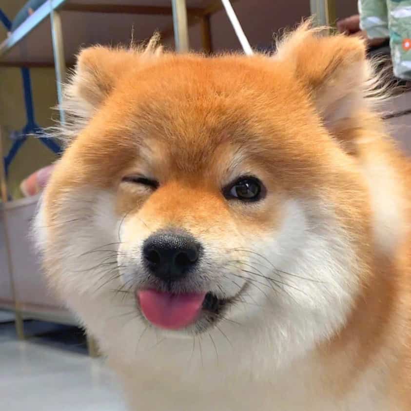 Ldki (ldki1018.lens) Lens social identity (.lens handle) PFP