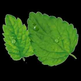 Mentasuave01 (mentasuave01.lens) Lens social identity (.lens handle) PFP